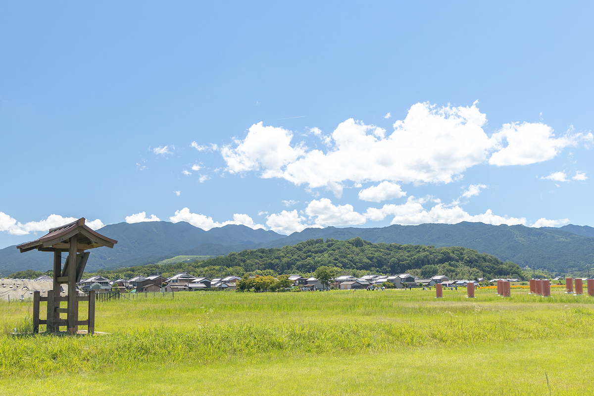 奈良県、藤原京跡にて約3,000平方メートルのハスゾーンが見頃。