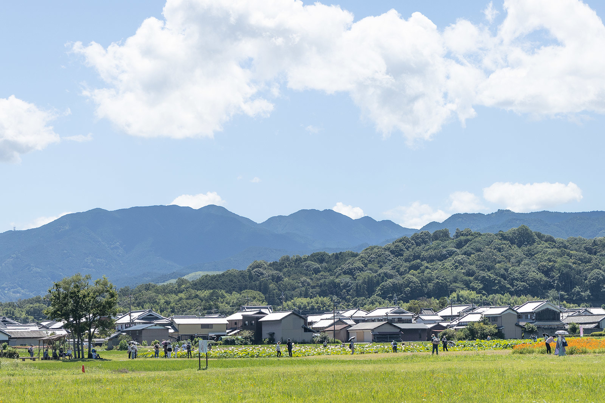 奈良県、藤原京跡にて約3,000平方メートルのハスゾーンが見頃。