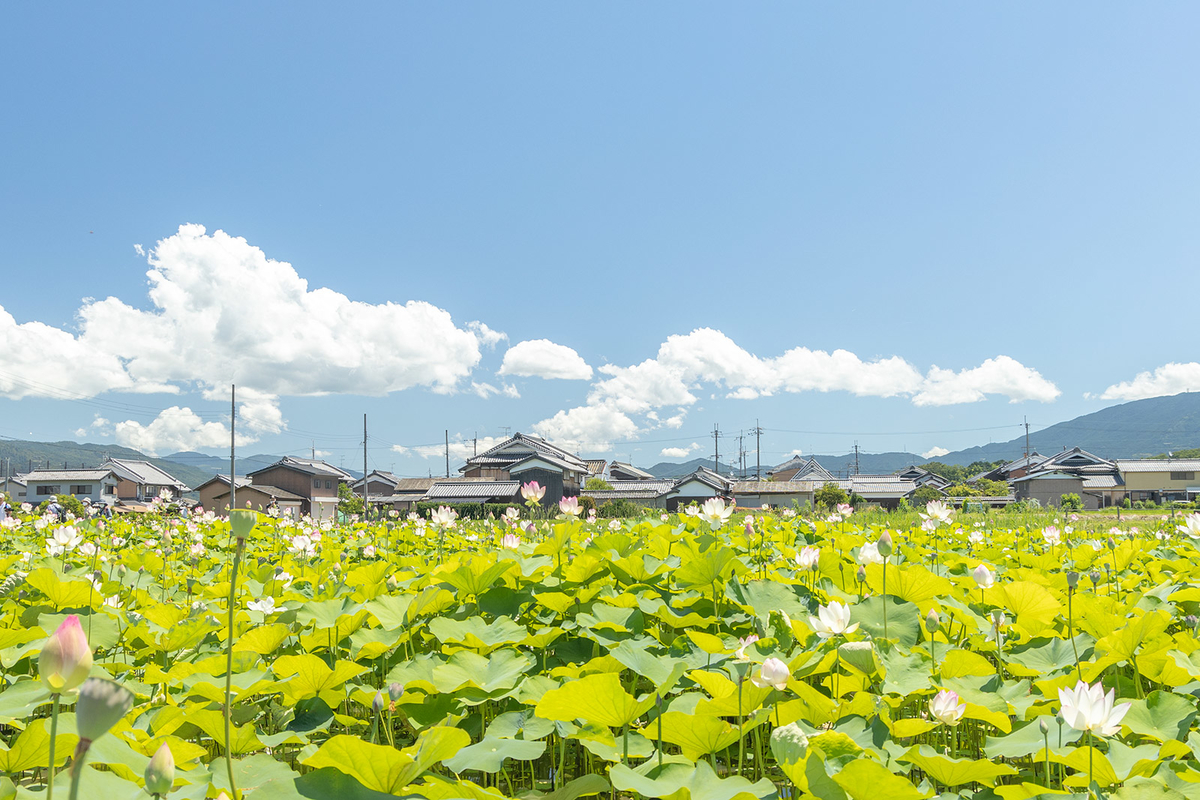 奈良県、藤原京跡にて約3,000平方メートルのハスゾーンが見頃。