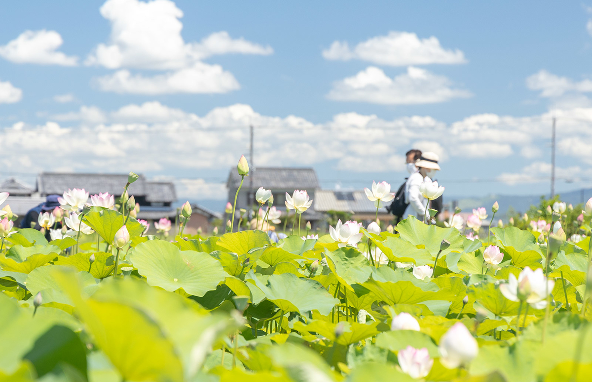 奈良県、藤原京跡にて約3,000平方メートルのハスゾーンが見頃。