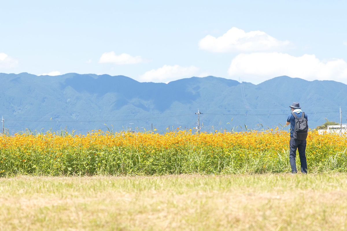 奈良県、藤原京跡にて約3,000平方メートルのハスゾーンが見頃。