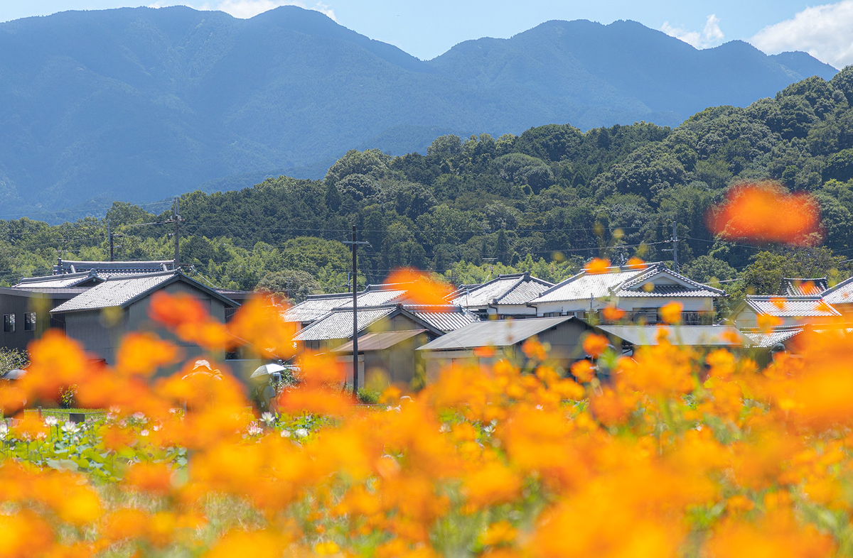 奈良県、藤原京跡にて約3,000平方メートルのハスゾーンが見頃。