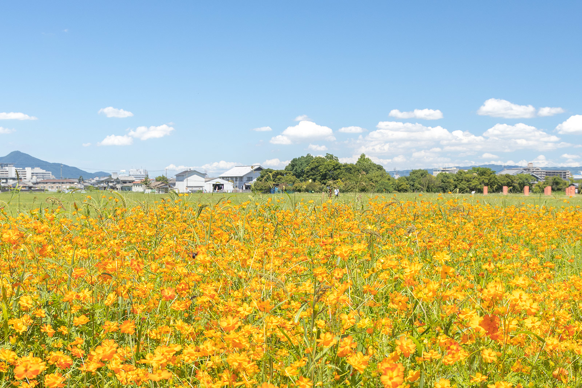 奈良県、藤原京跡にて約3,000平方メートルのハスゾーンが見頃。