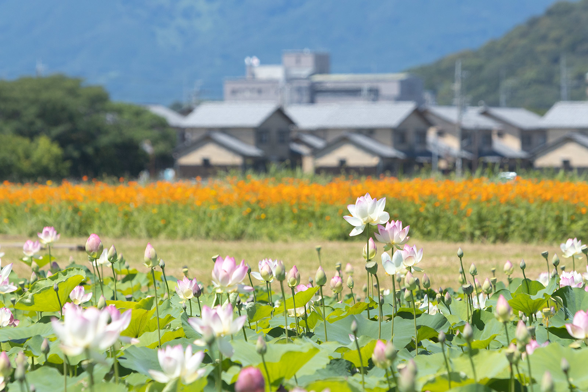 奈良県、藤原京跡にて約3,000平方メートルのハスゾーンが見頃。