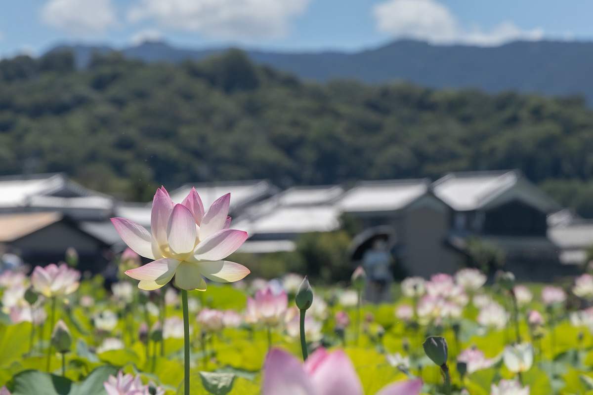 奈良県、藤原京跡にて約3,000平方メートルのハスゾーンが見頃。