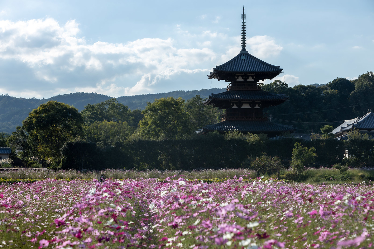 コスモス畑と法起寺