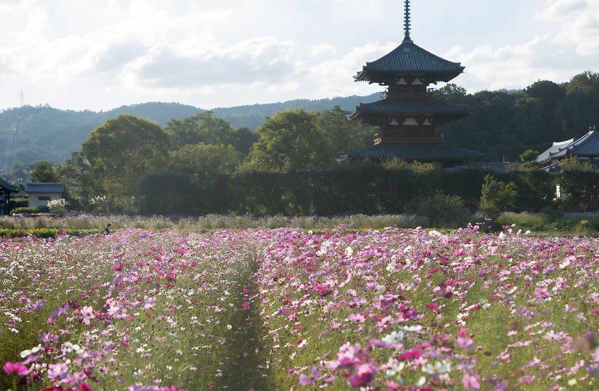 コスモス畑と法起寺