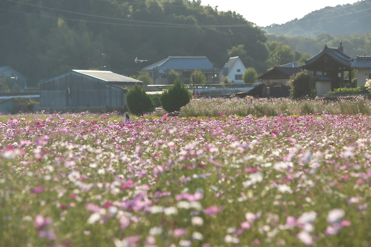 コスモス畑と法起寺