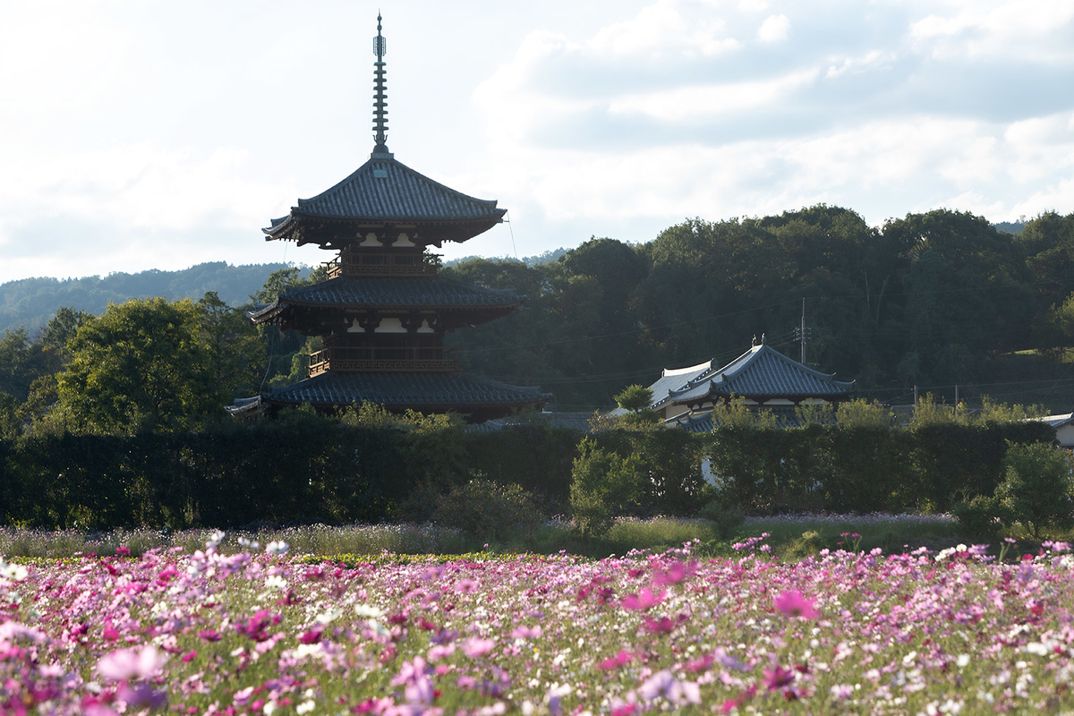 コスモス畑と法起寺