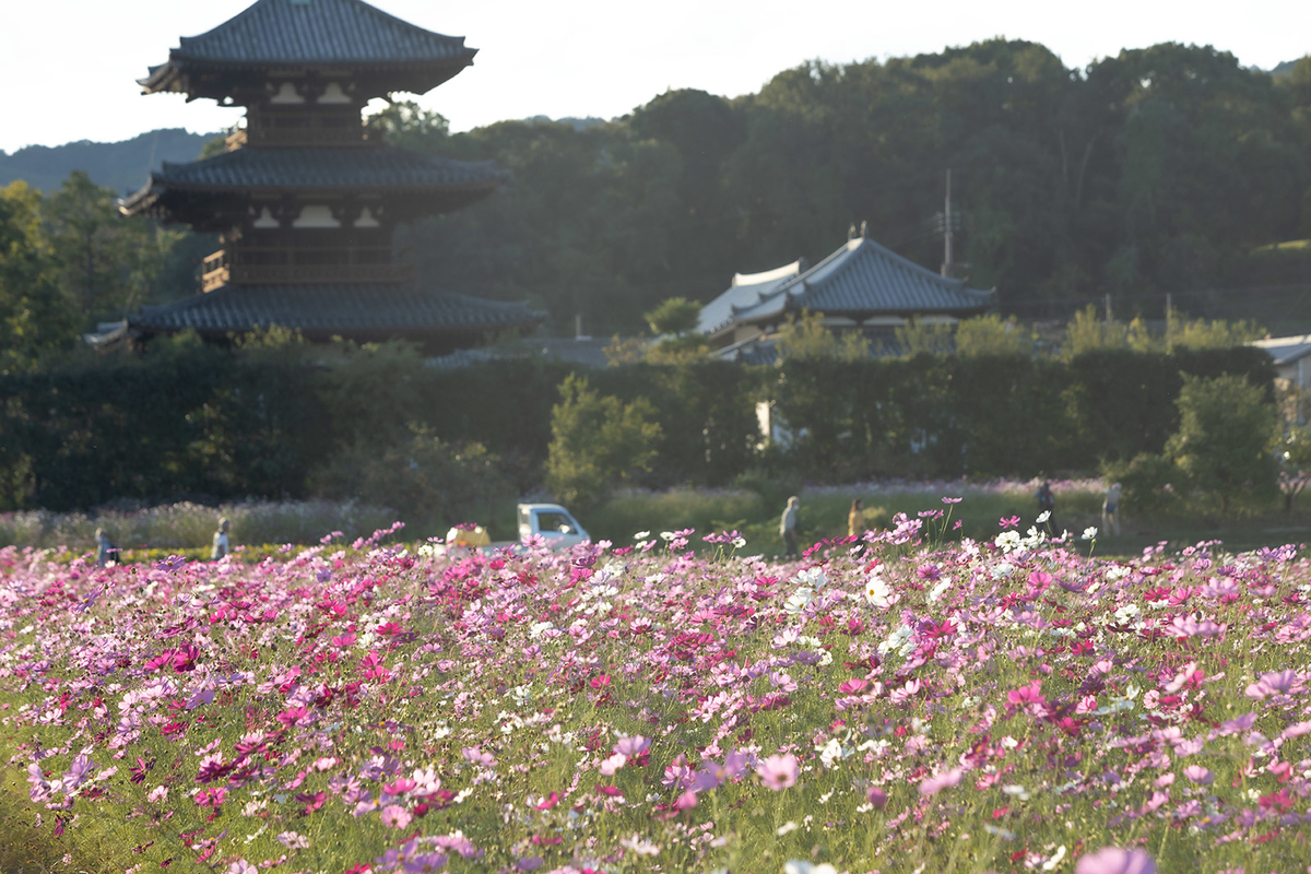 コスモス畑と法起寺