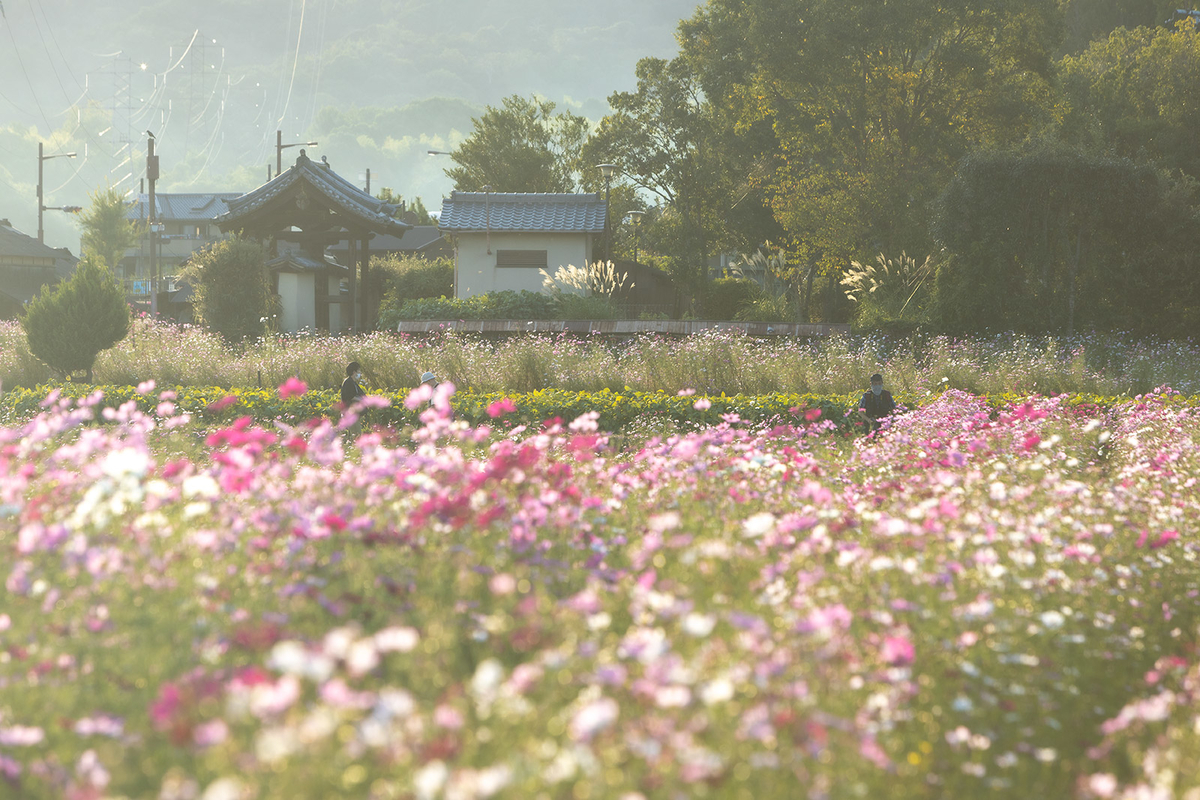 コスモス畑と法起寺