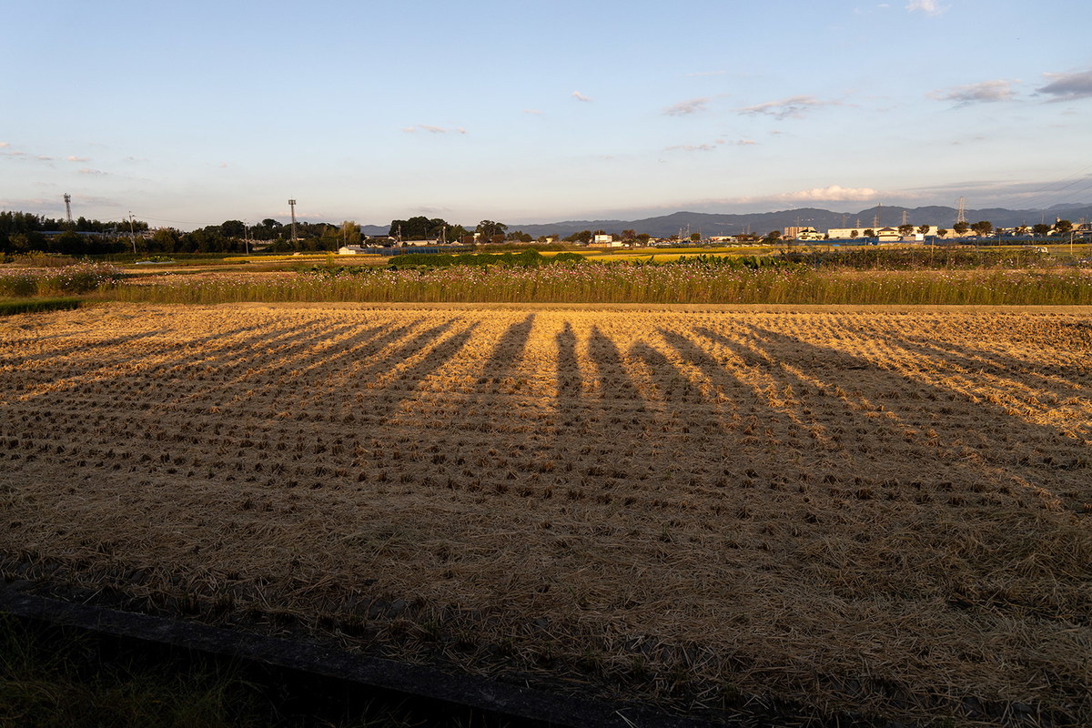 コスモス畑と法起寺