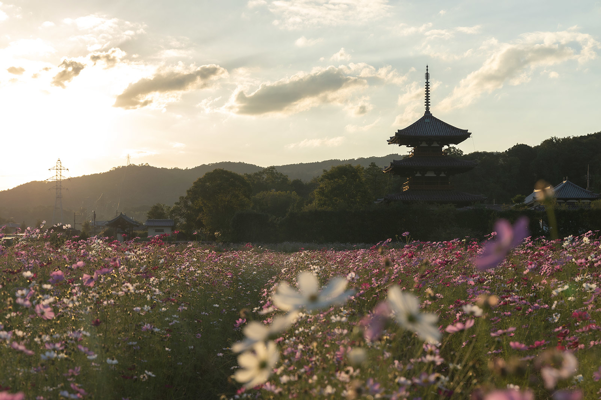 コスモス畑と法起寺