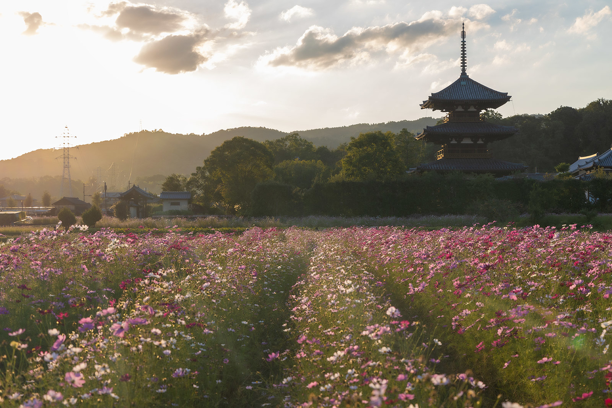 コスモス畑と法起寺