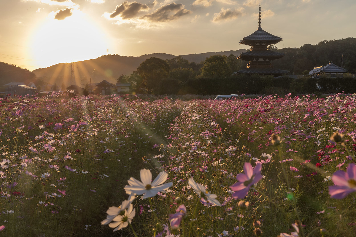 コスモス畑と法起寺