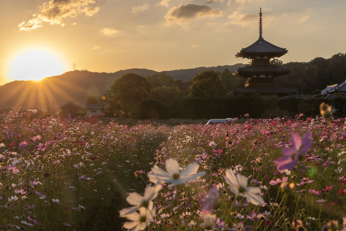 コスモス畑と法起寺