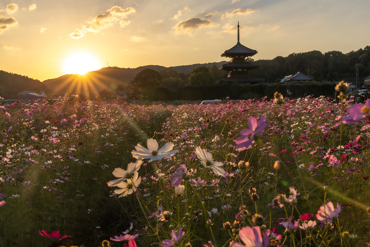 コスモス畑と法起寺