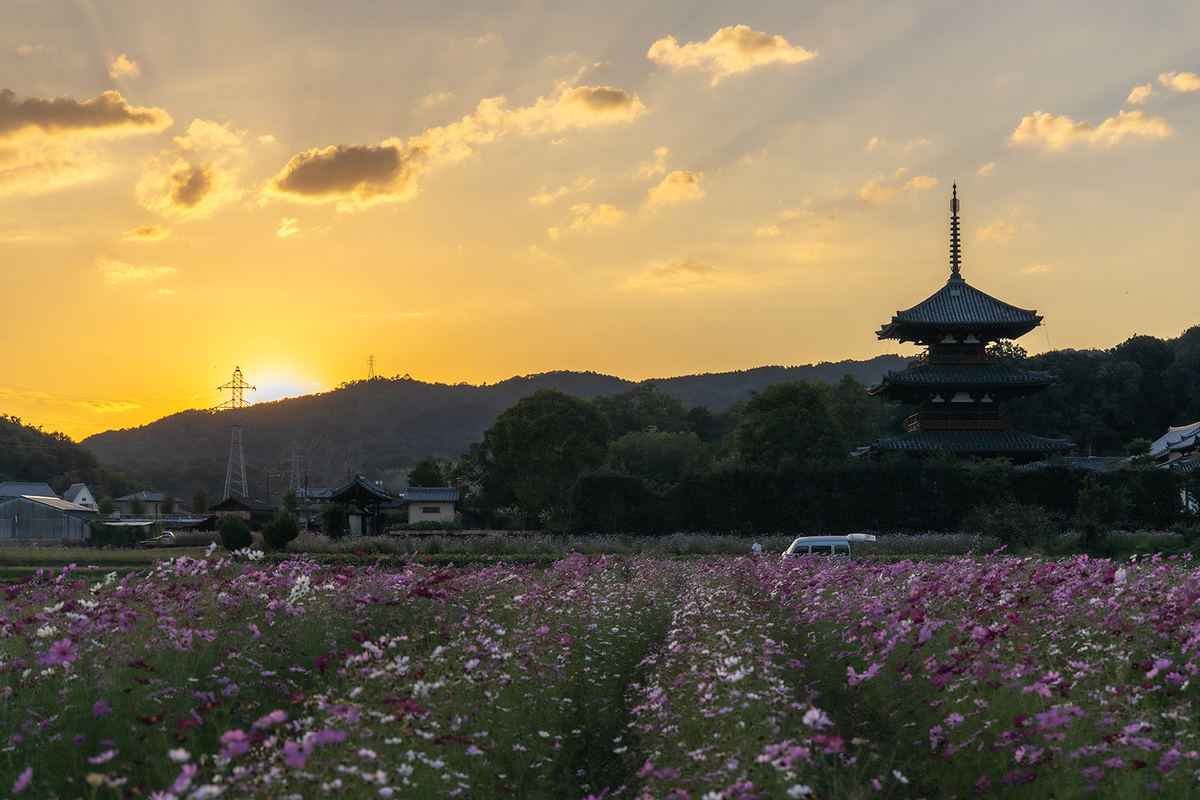 コスモス畑と法起寺