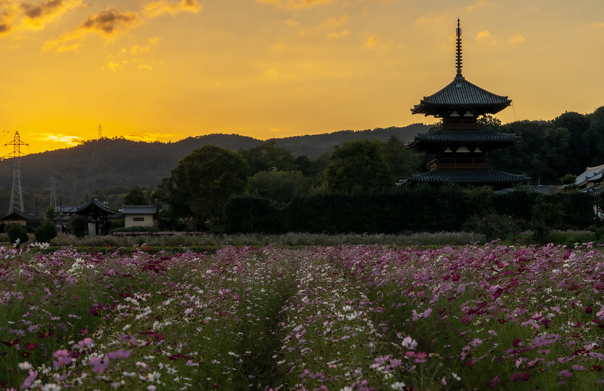 コスモス畑と法起寺