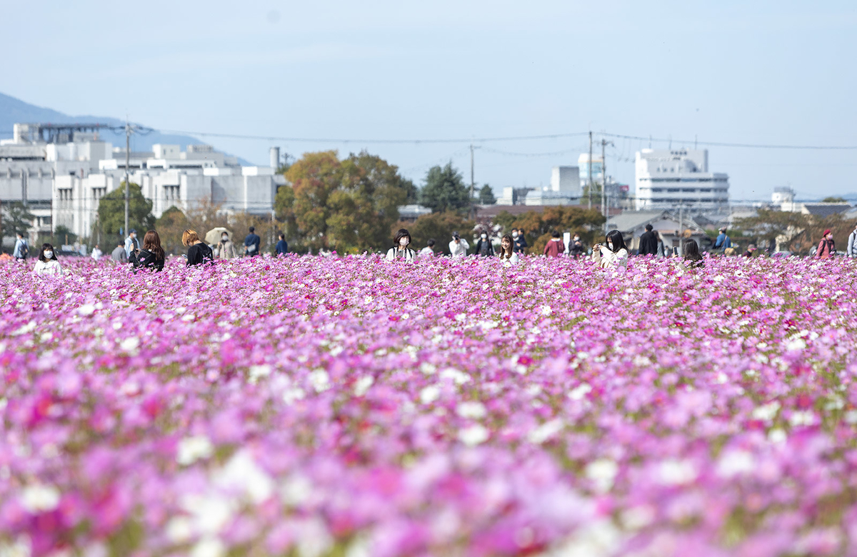 満開のコスモスの奈良県藤原宮跡