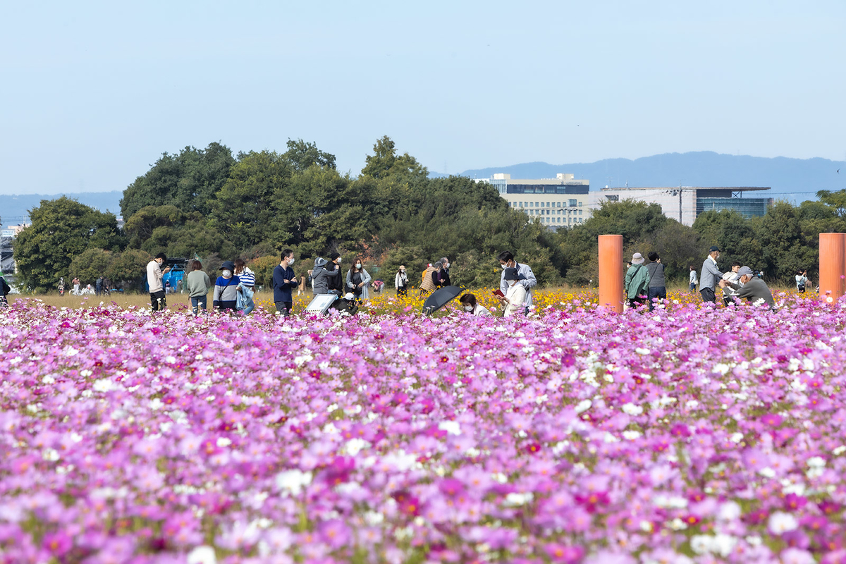 満開のコスモスの奈良県藤原宮跡