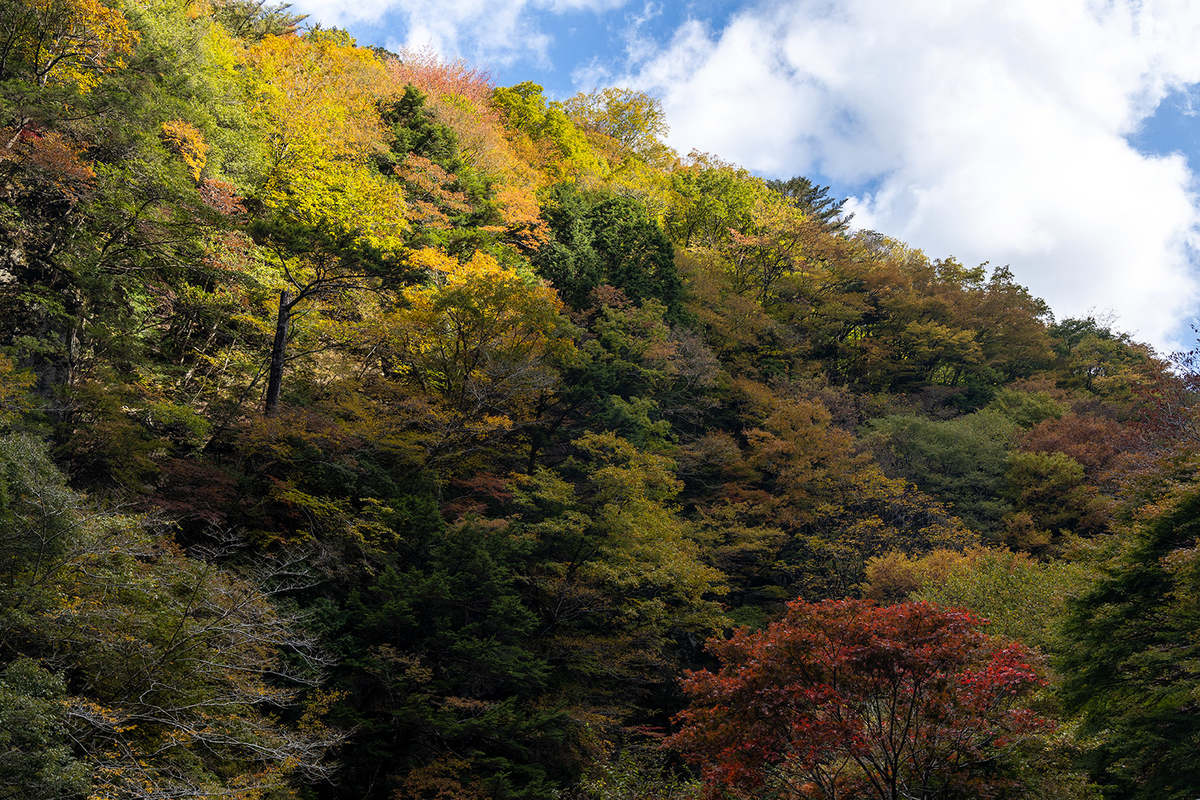 奈良県の紅葉スポットみたらい渓谷