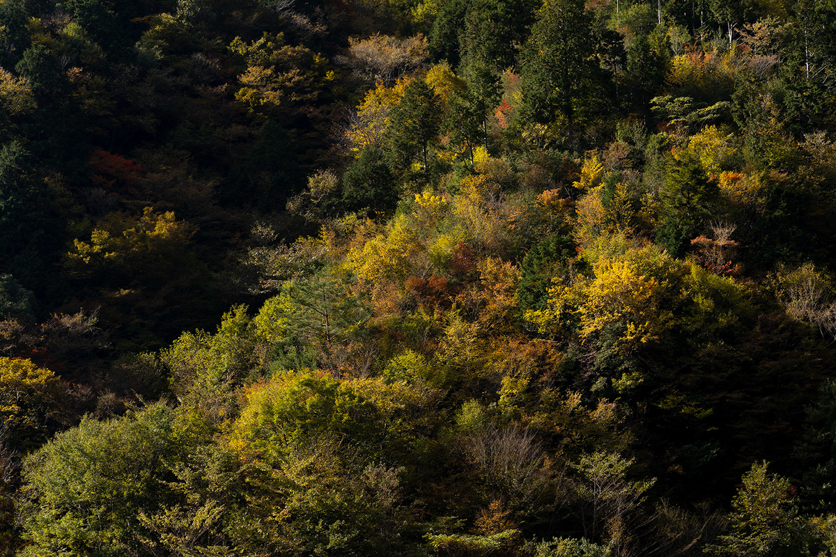 奈良県の紅葉スポット、秘境みたらい渓谷