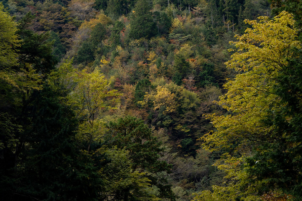 奈良県の紅葉スポット、秘境みたらい渓谷