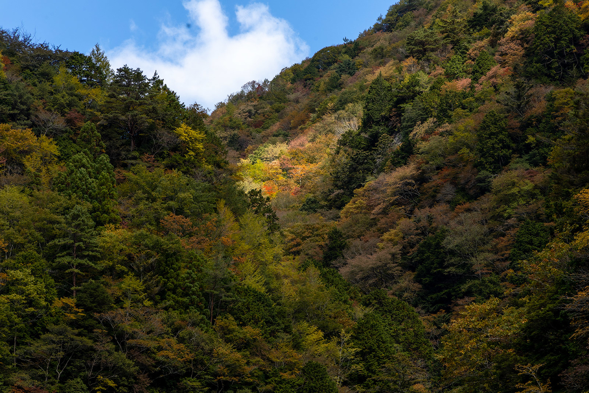 奈良県の紅葉スポット、秘境みたらい渓谷