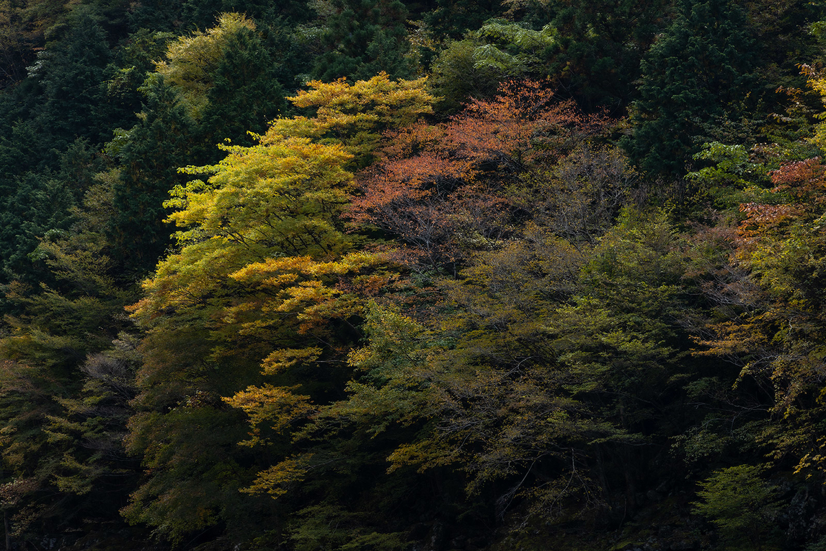 奈良県の紅葉スポット、秘境みたらい渓谷