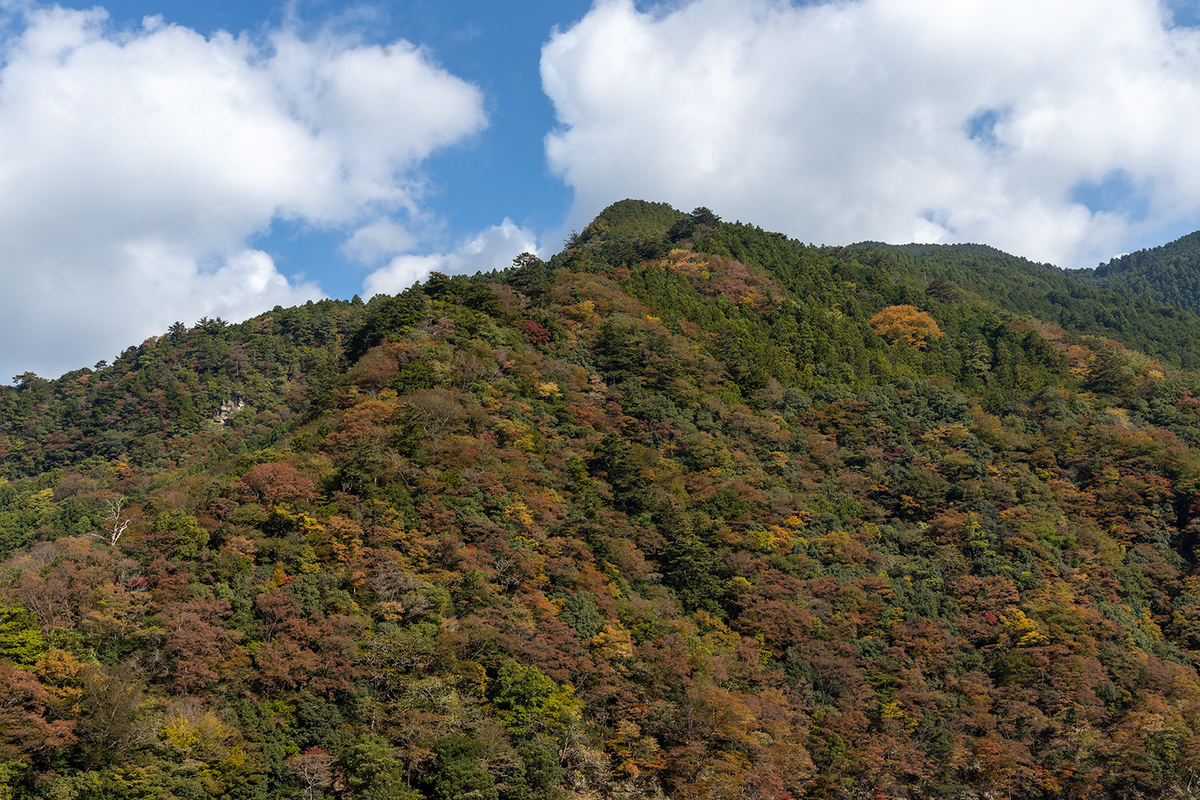 奈良の紅葉スポットなめご谷