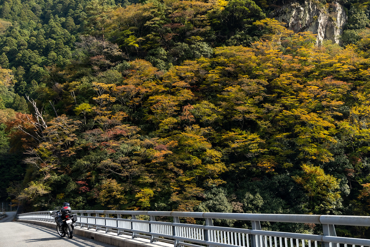 奈良県の紅葉