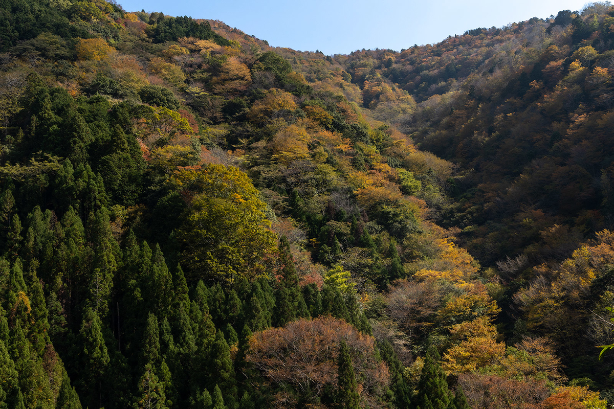 奈良県の紅葉