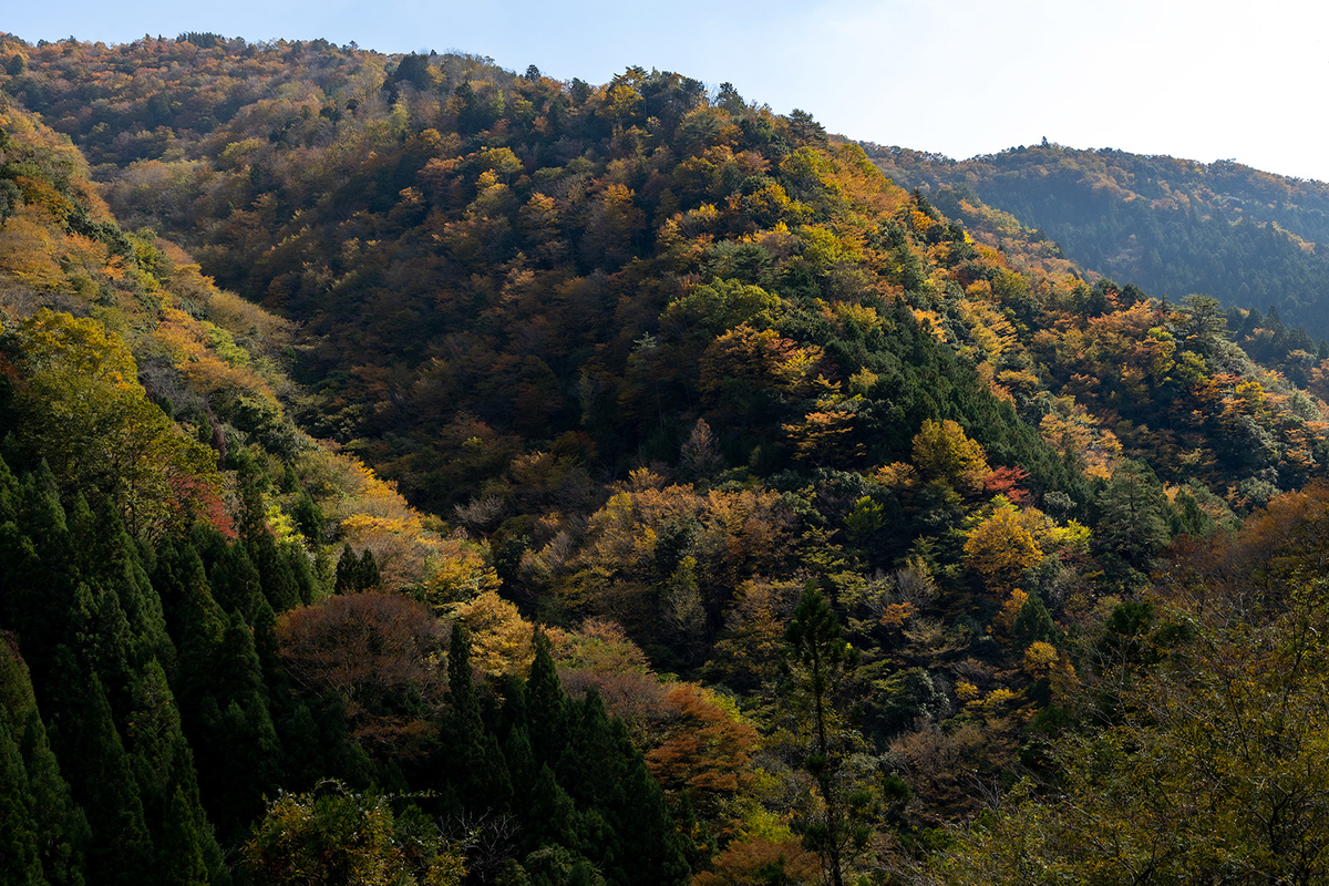 奈良県の紅葉