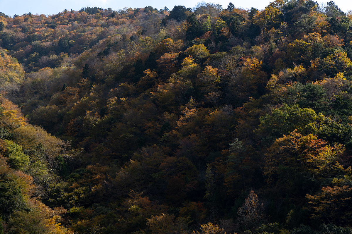 奈良県の紅葉