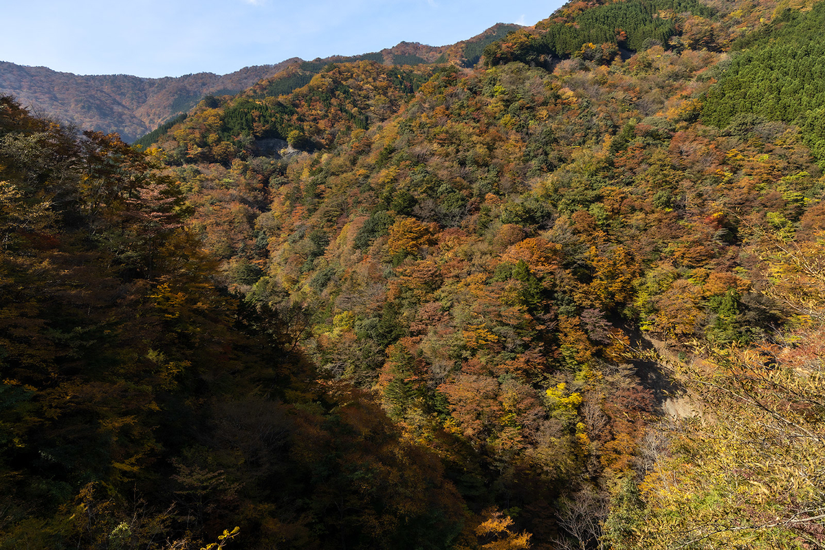 奈良県の紅葉