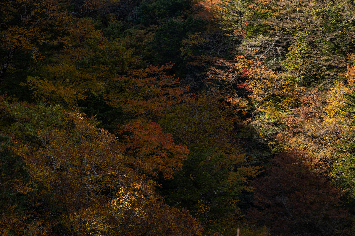 奈良県の紅葉