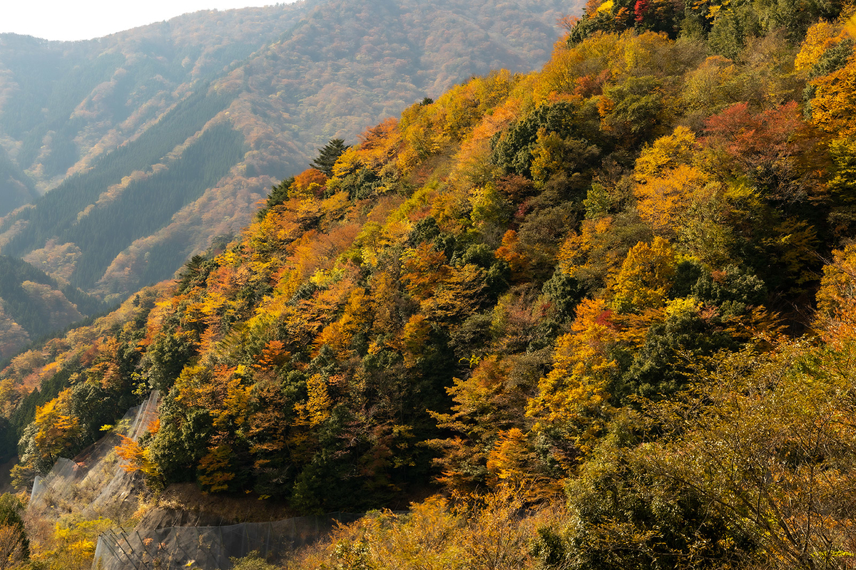 奈良県の紅葉スポットなめご谷