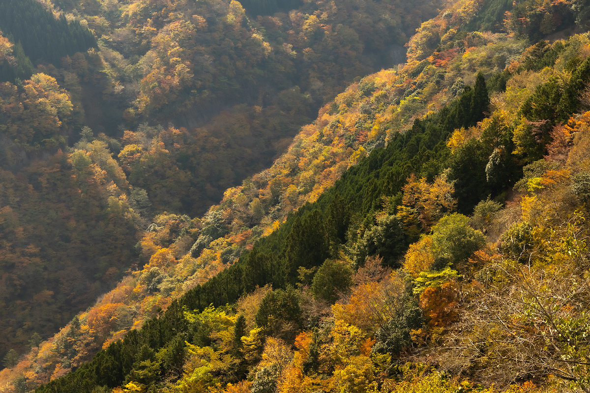 奈良県の紅葉スポットなめご谷