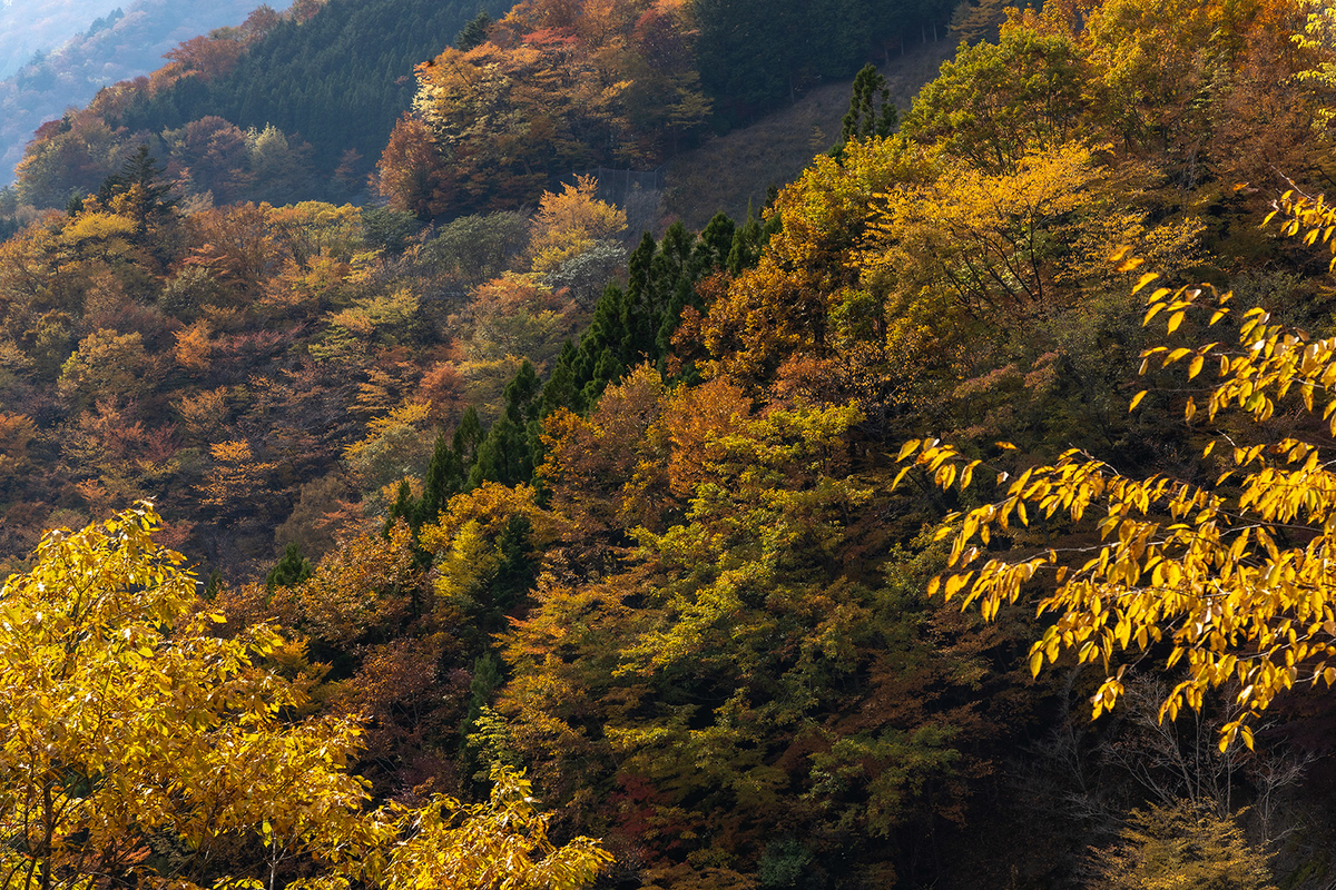 奈良県の紅葉スポット