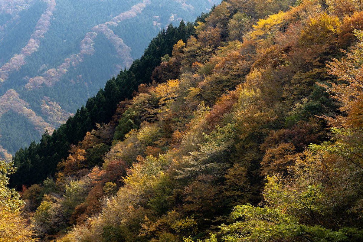 奈良県の紅葉スポット