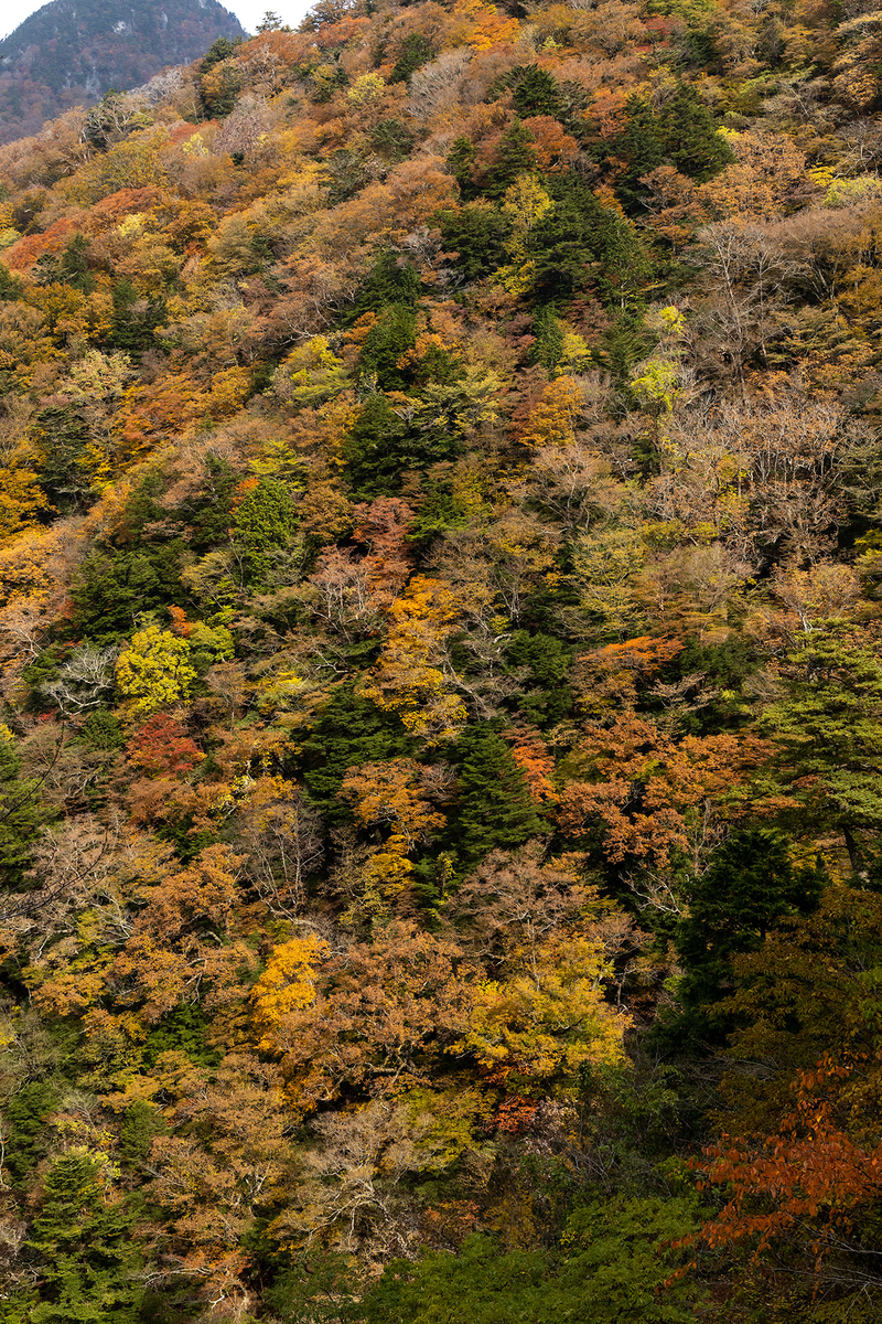 奈良県の紅葉スポット