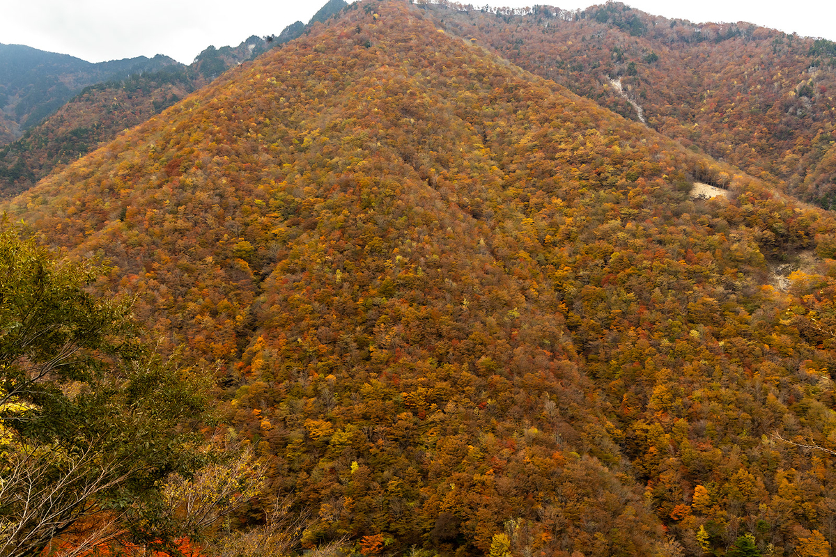 奈良県の紅葉スポット