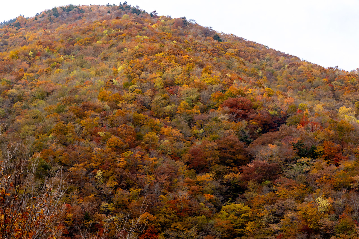 奈良県の紅葉スポット