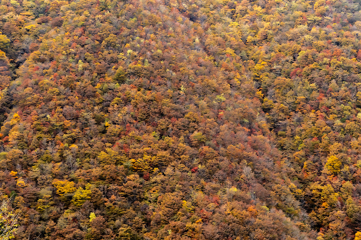 奈良県の紅葉スポット