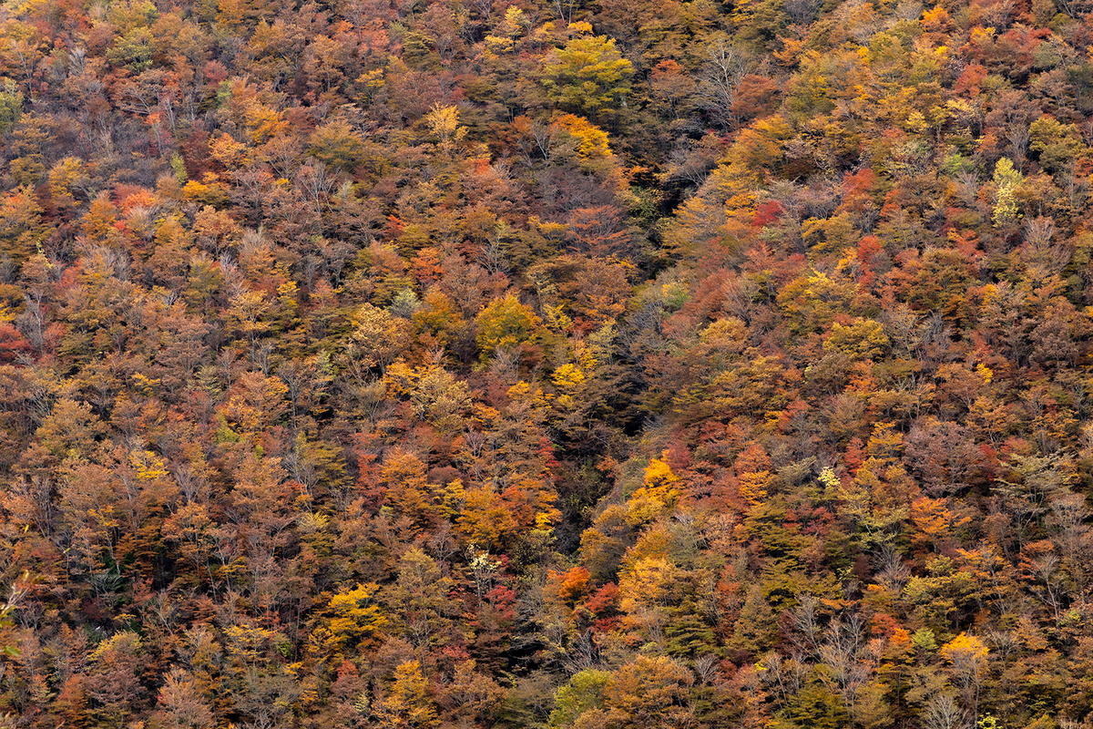 奈良県の紅葉スポット