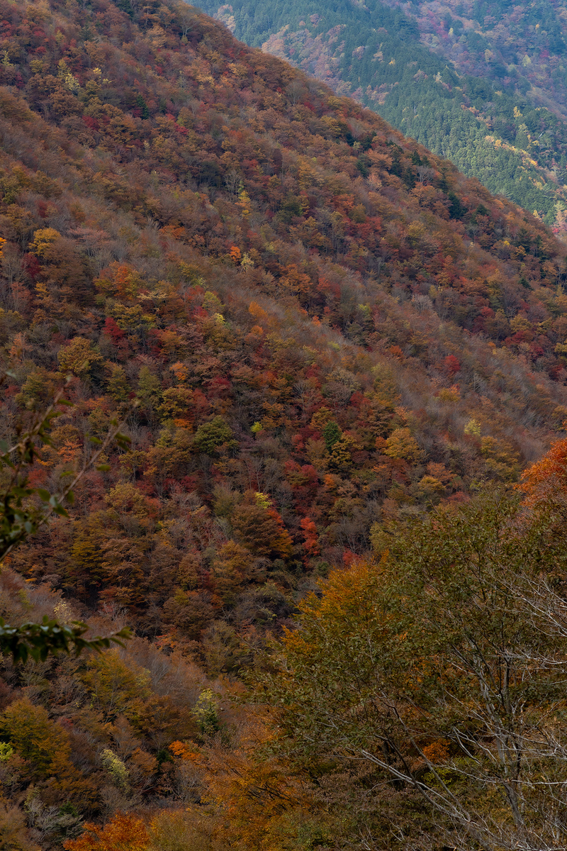 奈良県の紅葉スポット