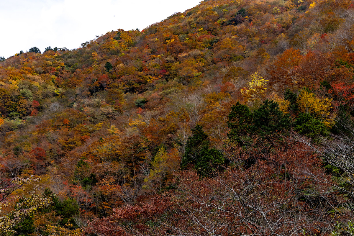 奈良県の紅葉スポット