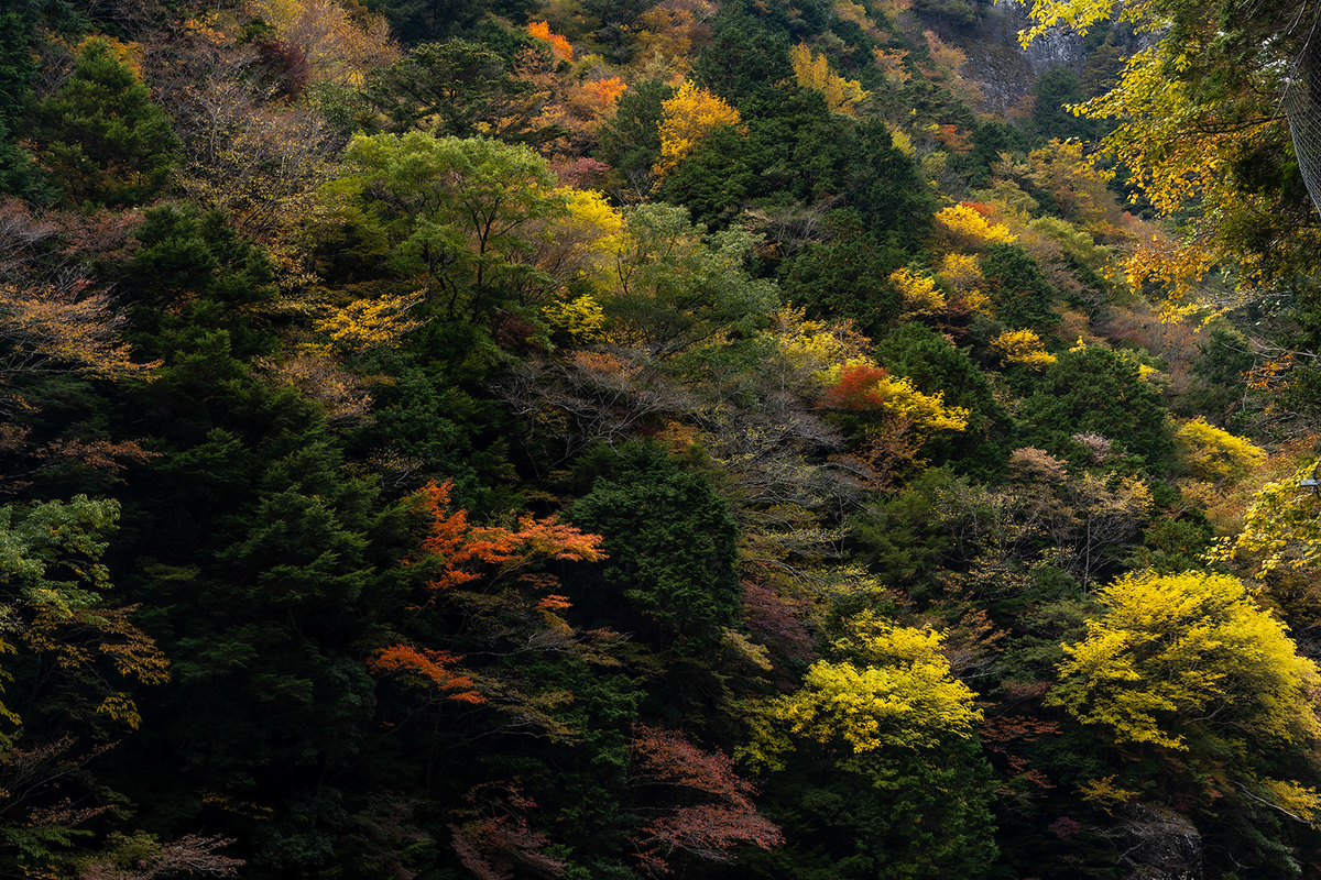 奈良県の紅葉スポット