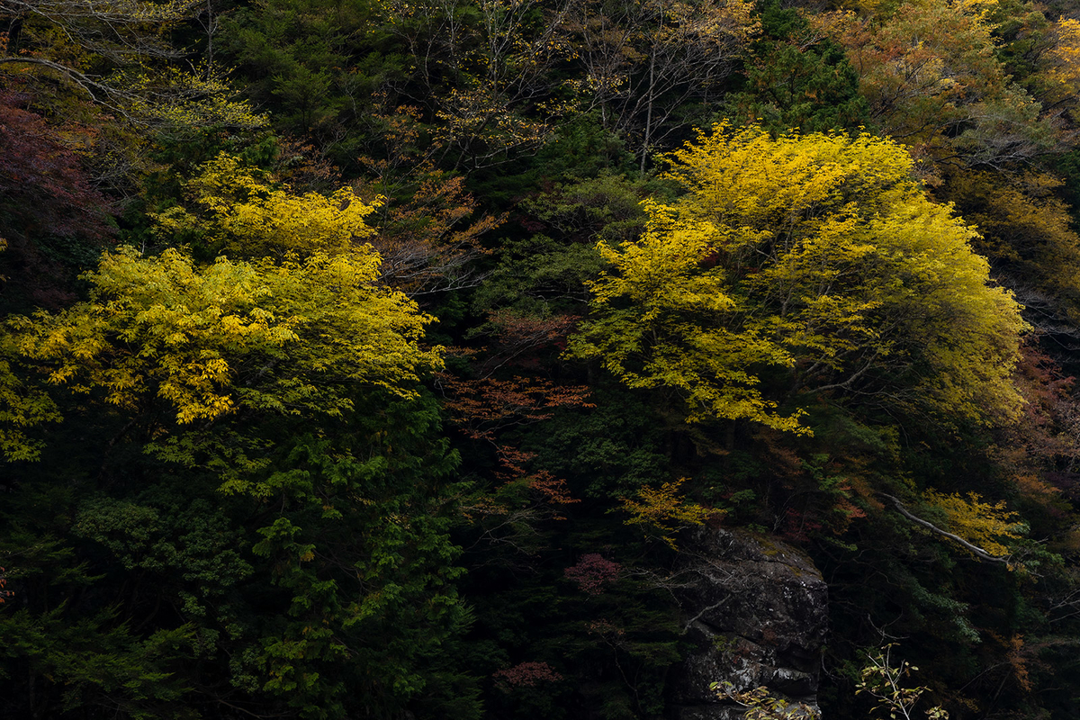 奈良県の紅葉スポット